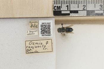 Media type: image;   Entomology 794987 Aspect: Labels